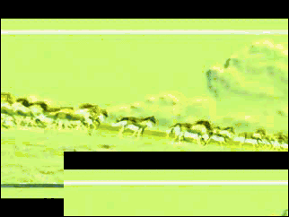 会声会影如何制作浮雕奔马的动画效果【教程】